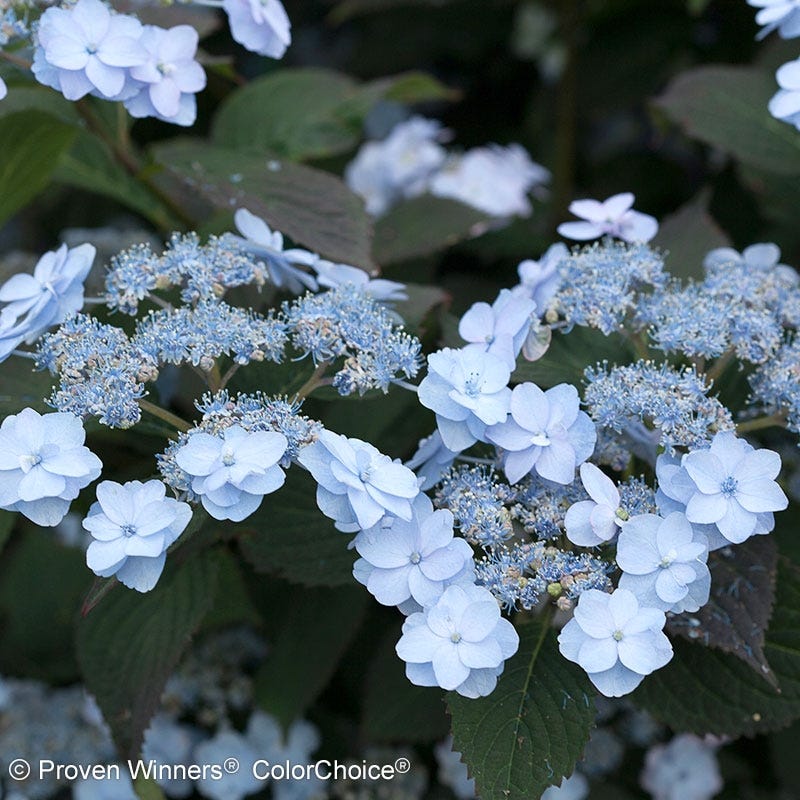 Tiny Tuff Stuff Reblooming Hydrangea - Thumbnail 2
