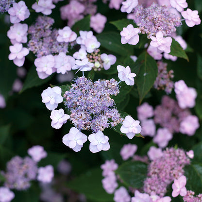 Tiny Tuff Stuff® Reblooming Hydrangea, photo courtesy of Proven Winners®