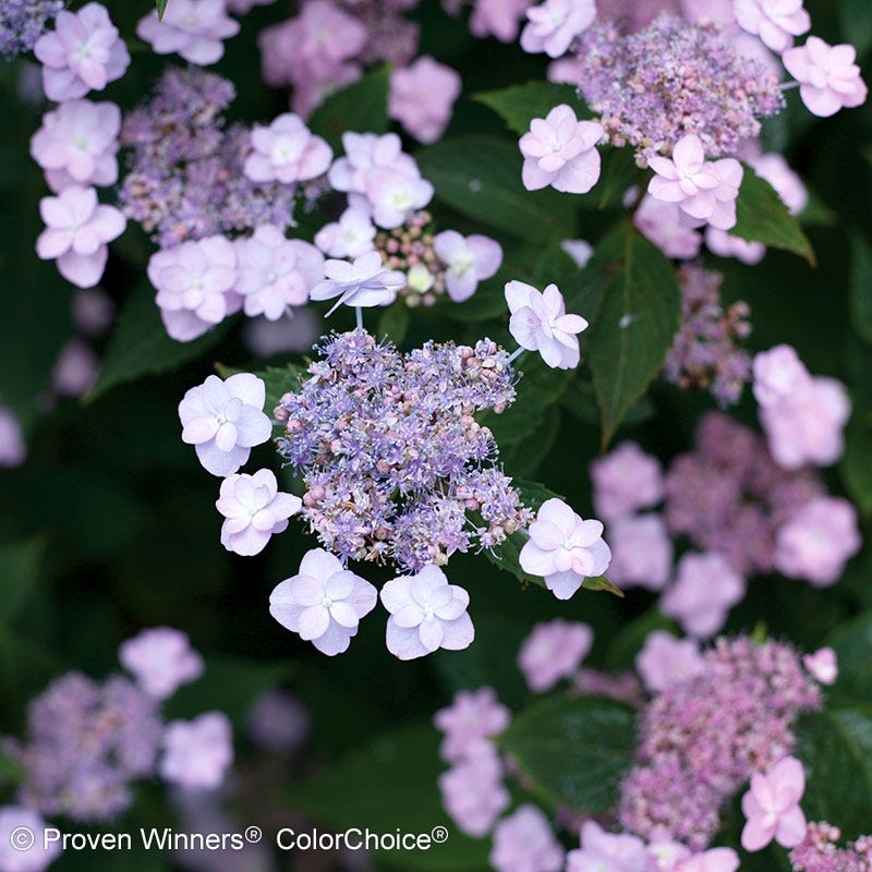 Tiny Tuff Stuff Reblooming Hydrangea | American Meadows