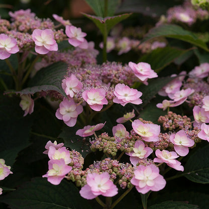 Tiny Tuff Stuff® Reblooming Hydrangea, photo courtesy of Proven Winners®