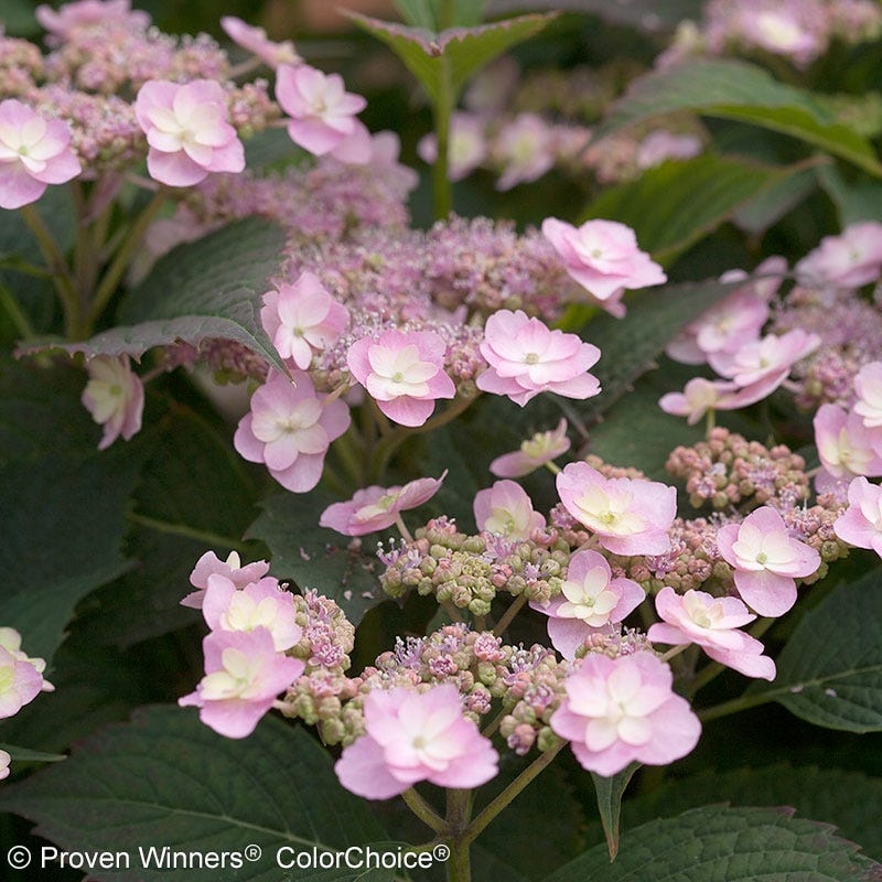 Tiny Tuff Stuff Reblooming Hydrangea