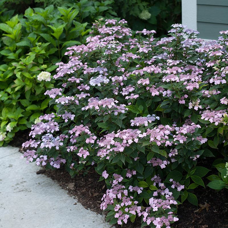 Tiny Tuff Stuff® Reblooming Hydrangea, photo courtesy of Proven Winners®