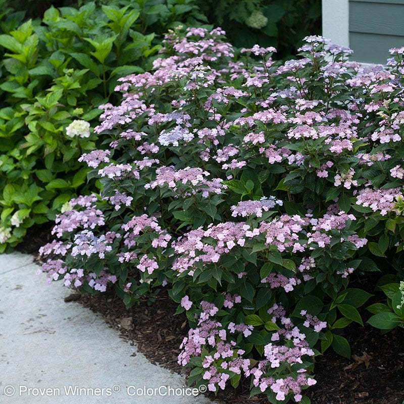 Tiny Tuff Stuff Reblooming Hydrangea - Thumbnail 3