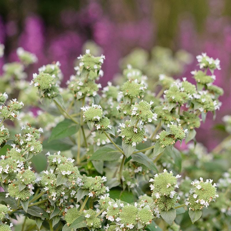 Blunt Mountain Mint