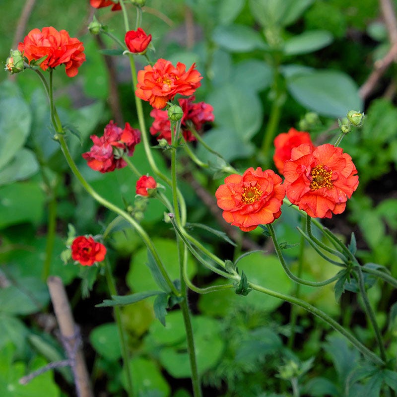 Mrs J. Bradshaw Geum