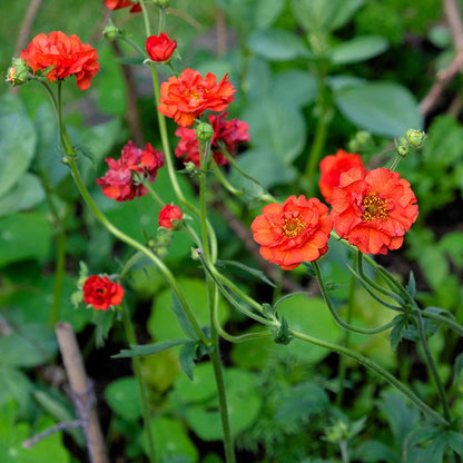 Mrs J. Bradshaw Geum