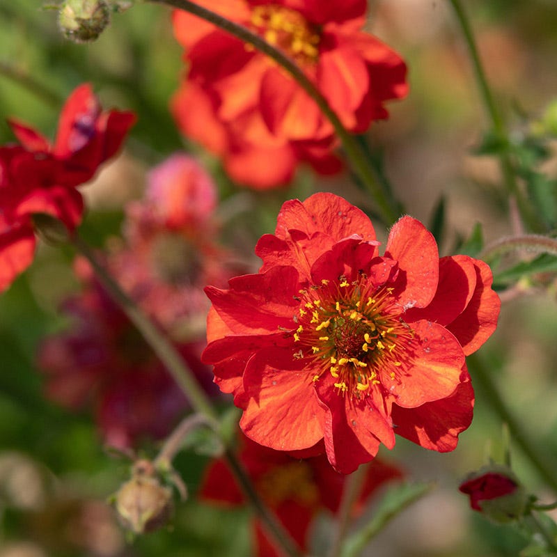 Mrs J. Bradshaw Geum