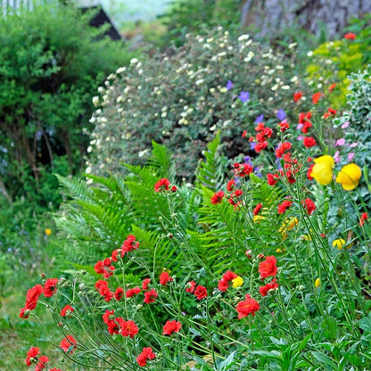 Mrs J. Bradshaw Geum