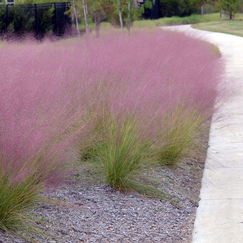 Pink Cloud Muhly Grass - Thumbnail 3
