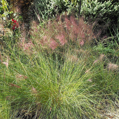 Pink Cloud Muhly Grass