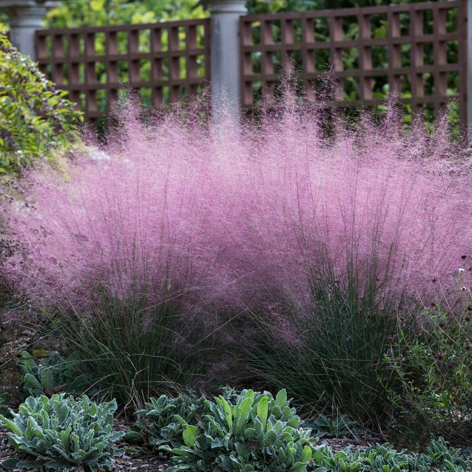 Coastal Cottage Pre-Planned Garden