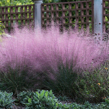 Pink Cloud Muhly Grass