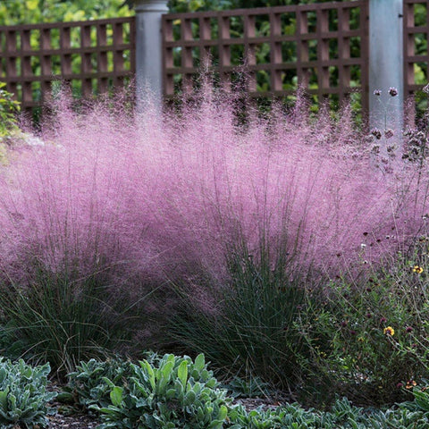 Cloud Muhly Grass | Pink | Plant - 3.5" Pot by American Meadows