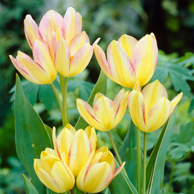 Antoinette Multiple Flowering Single Late Tulip