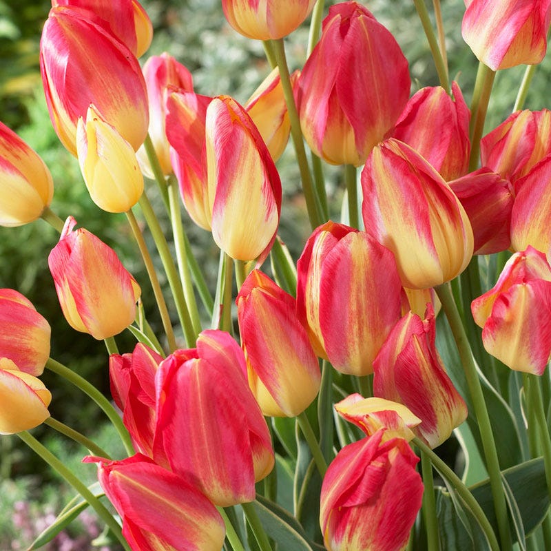 Antoinette Multiple Flowering Single Late Tulip