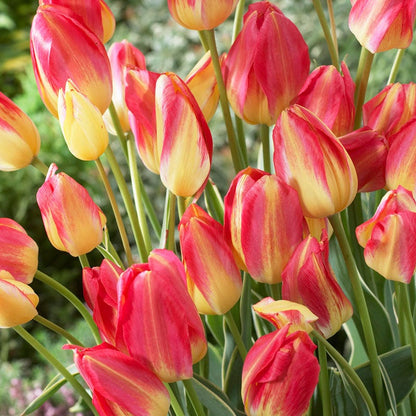 Antoinette Multiple Flowering Single Late Tulip