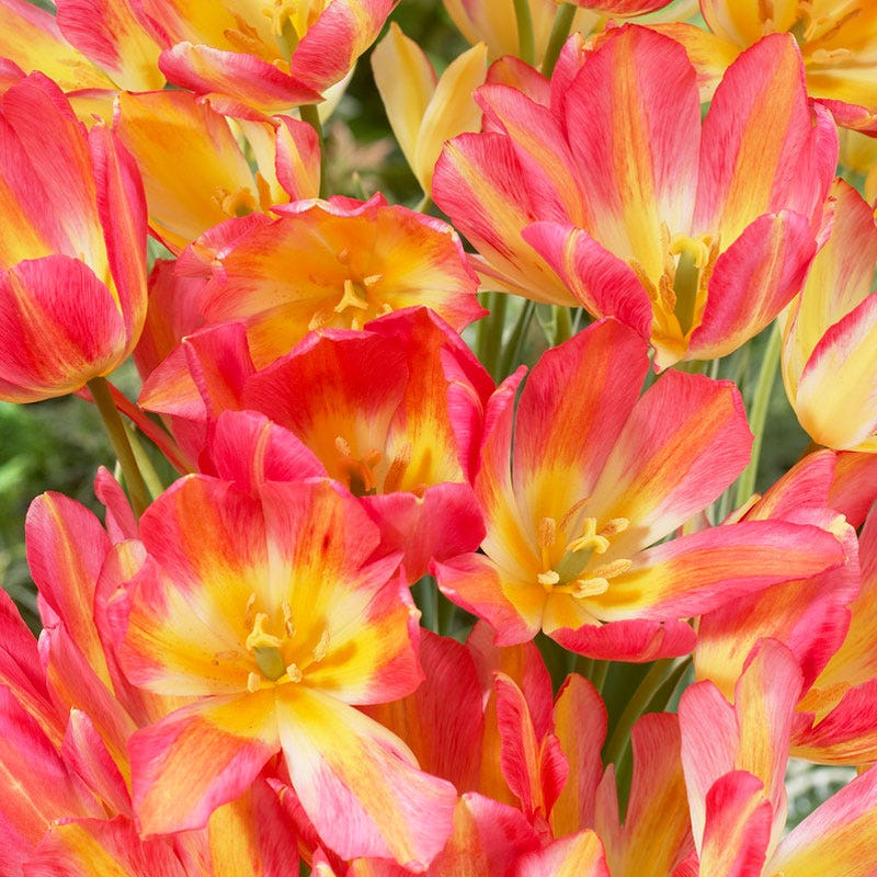 Antoinette Multiple Flowering Single Late Tulip