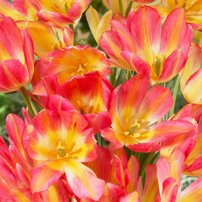Antoinette Multiple Flowering Single Late Tulip