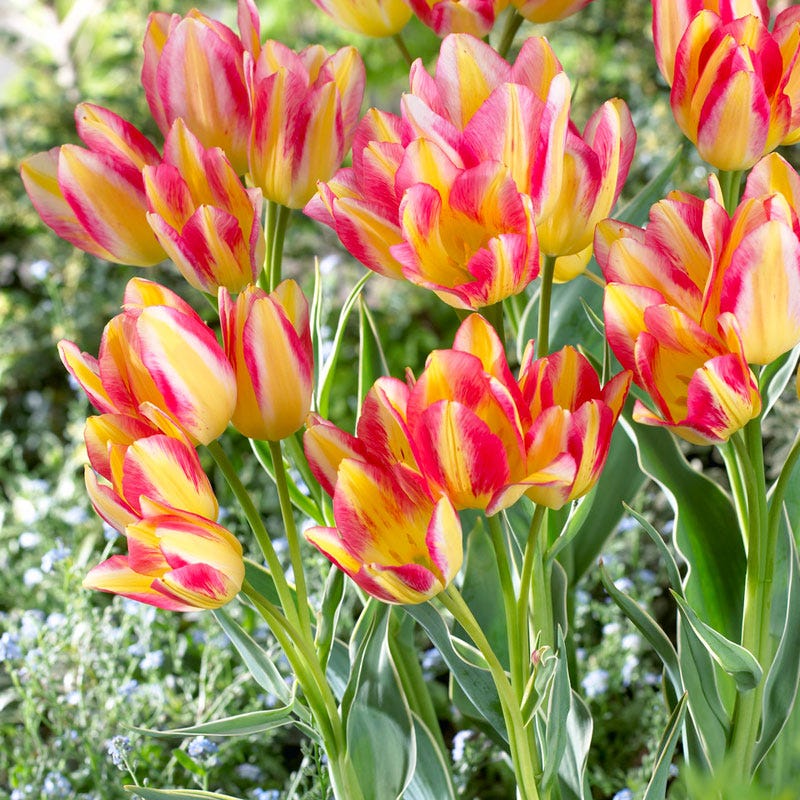 Antoinette Multiple Flowering Single Late Tulip