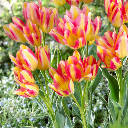 Antoinette Multiple Flowering Single Late Tulip