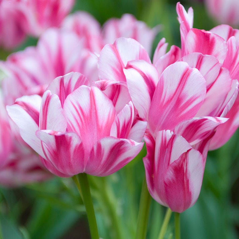 Flaming Club Multiple Flowering Single Late Tulip - Thumbnail 2