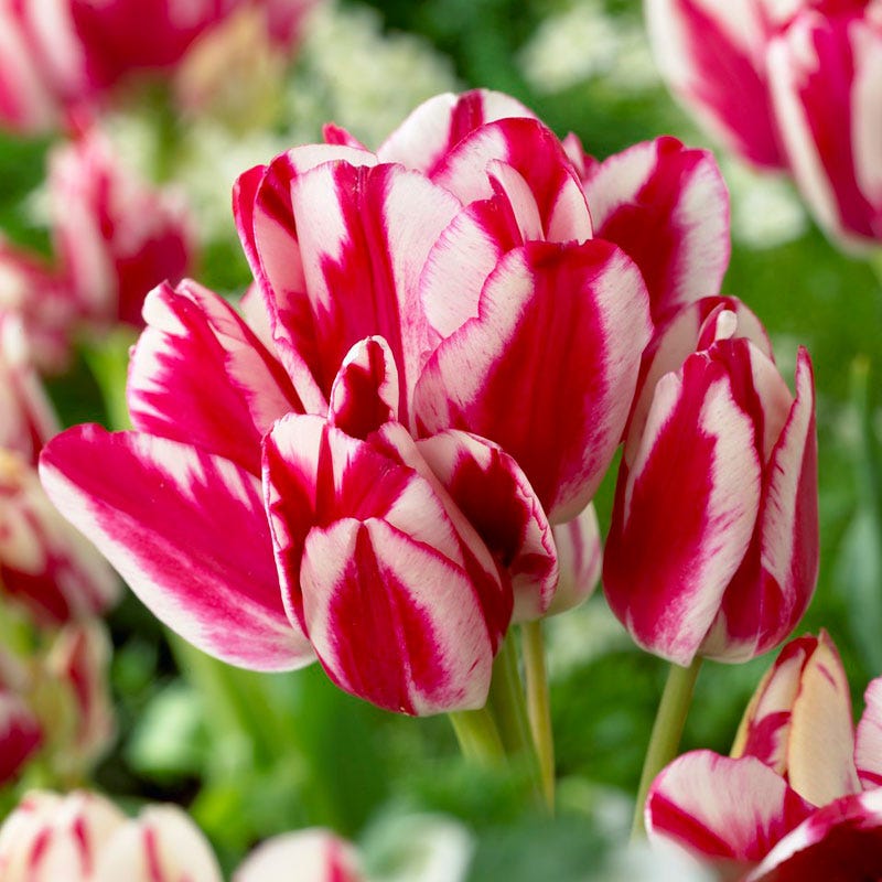 Flaming Club Multiple Flowering Single Late Tulip