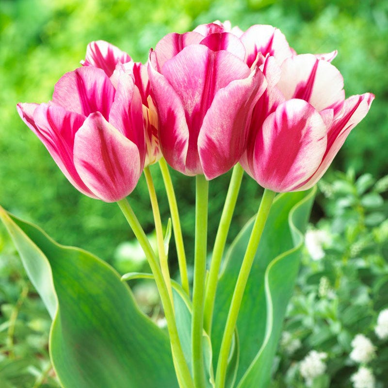 Flaming Club Multiple Flowering Single Late Tulip - Thumbnail 3