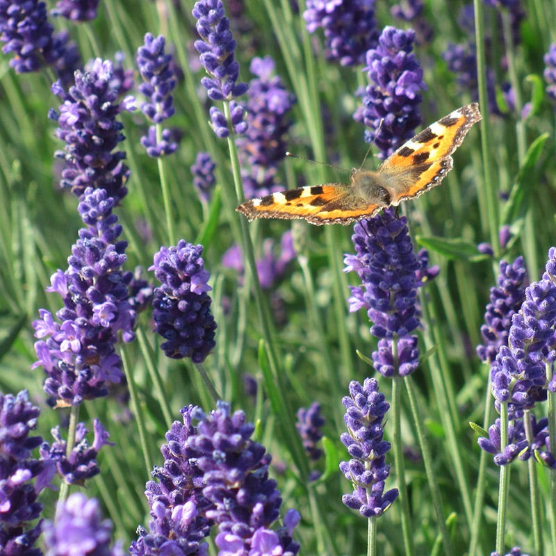 Fragrant Low Grow Plant Collection