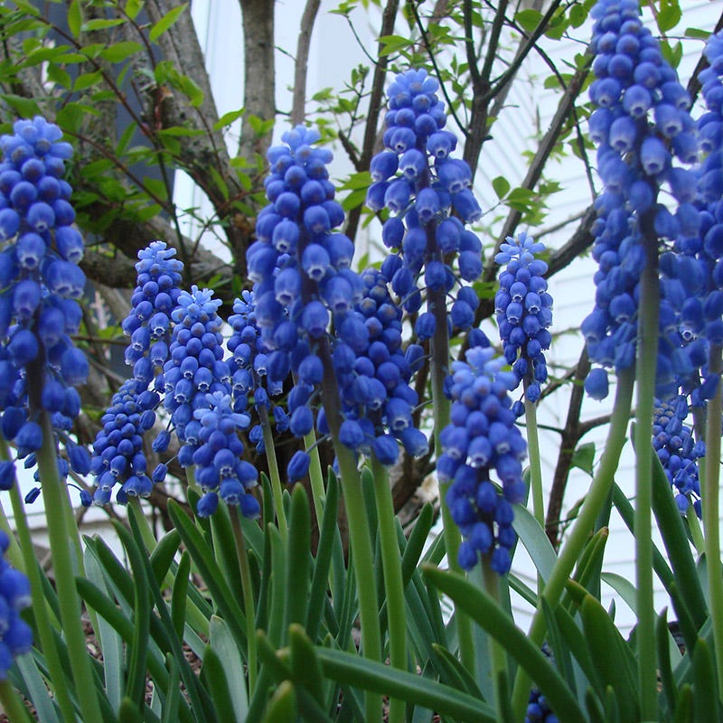 Ballerina Flower Bulb Collection