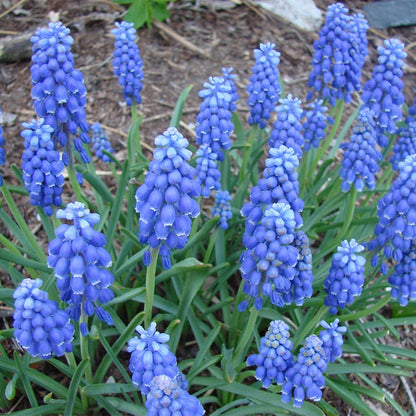 American Dreams Bulb Collection