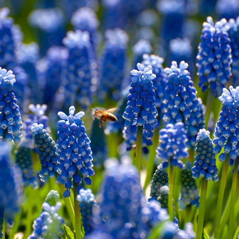 Grape Hyacinth