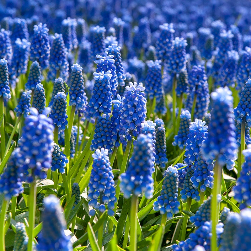 Grape Hyacinth|Grape Hyacinth, Muscari armeniacum