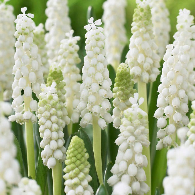 White Grape Hyacinth