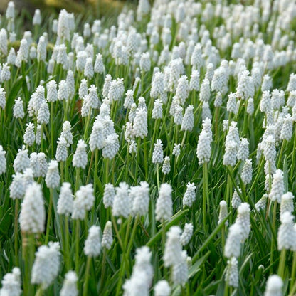 White Grape Hyacinth