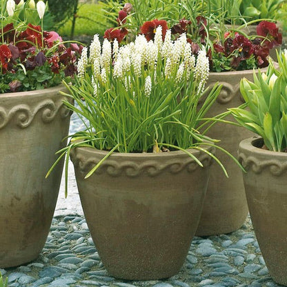 White Grape Hyacinth