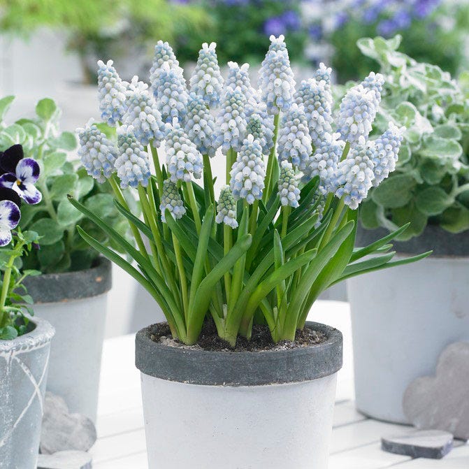 Peppermint® Grape Hyacinth