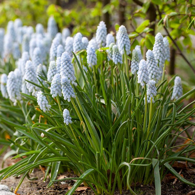 Peppermint® Grape Hyacinth