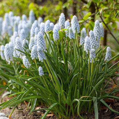 Peppermint® Grape Hyacinth
