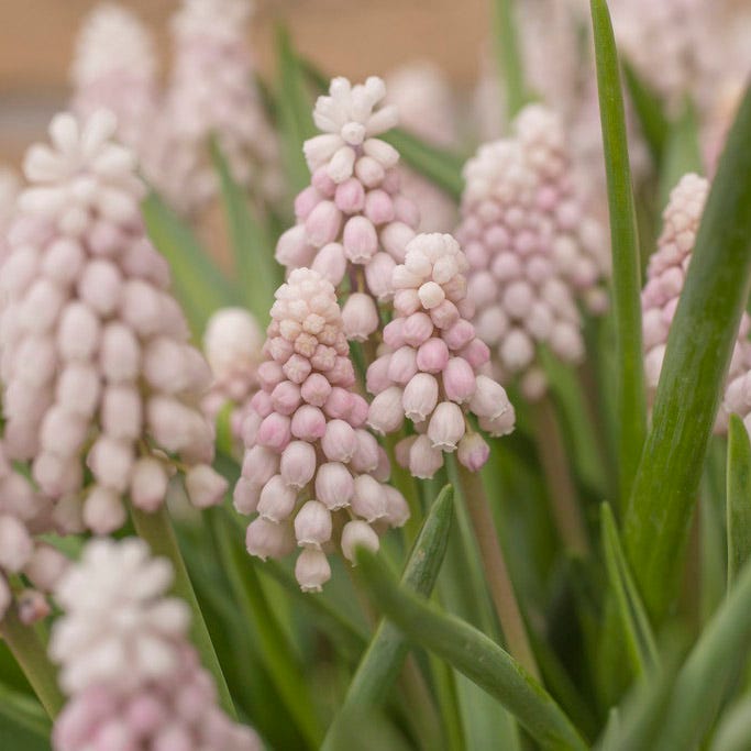 Pink Sunrise Grape Hyacinth