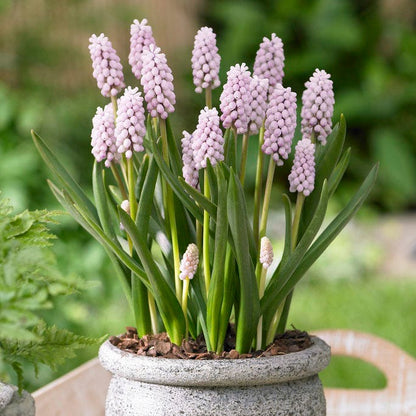 Pink Sunrise Grape Hyacinth