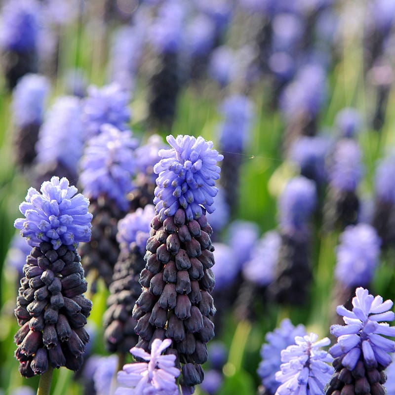 Muscari latifolium - Thumbnail 2