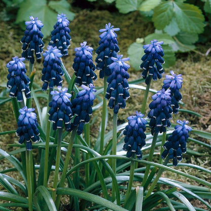 Common Grape Hyacinth