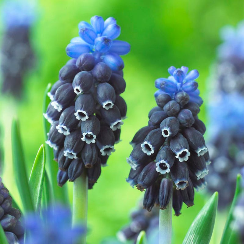Common Grape Hyacinth