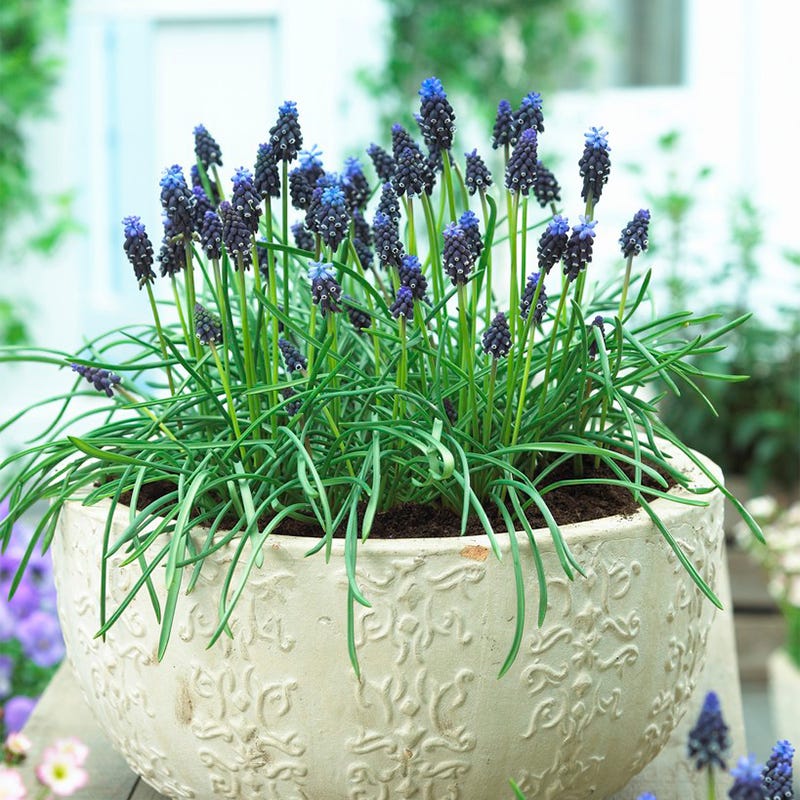 planting grape hyacinth bulbs in pots Common Grape Hyacinth Bulbs, Muscari