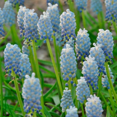 Premier Flower Bulb Collection
