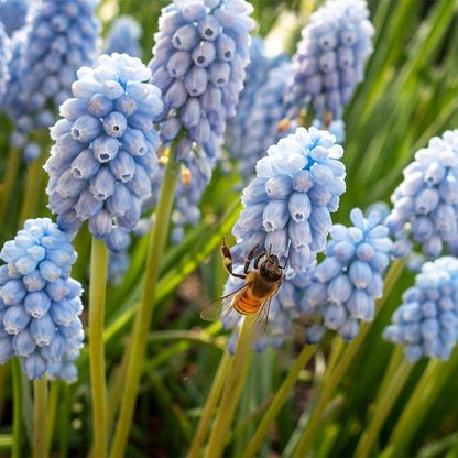 Peppermint® Grape Hyacinth