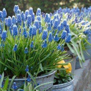 Grape Hyacinth