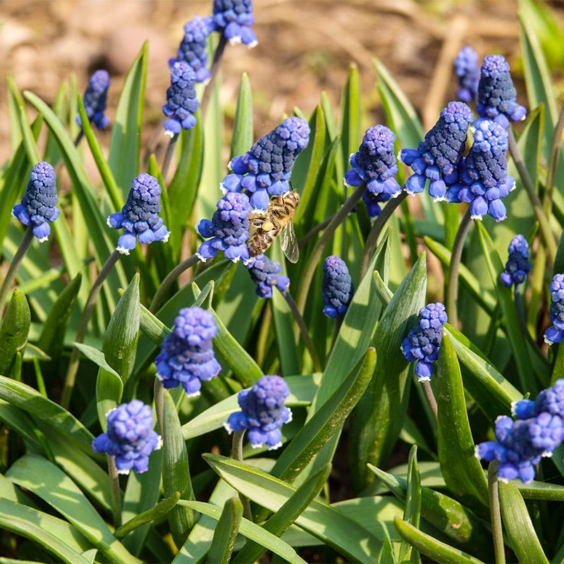 Common Grape Hyacinth
