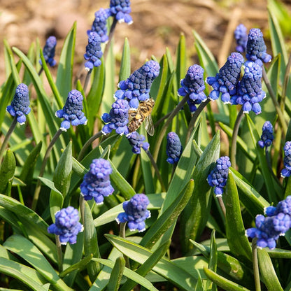 Common Grape Hyacinth