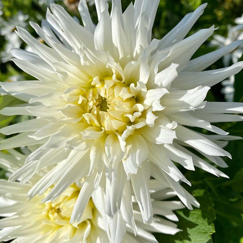 Banana Cream Pie Dahlia Collection